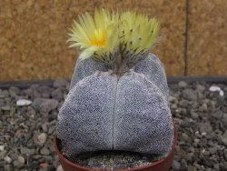 Astrophytum myriostigma quadricostatum relief, květináč 6,5 cm
