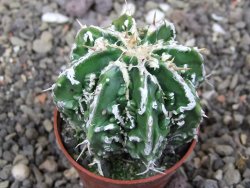 Astrophytum Dinosaur X ornatum květináč 5,5 cm