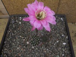 Echinopsis hybrid pot 5,5 cm - 12413541