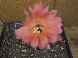 Echinopsis hybrid pot 7 cm - 12413548