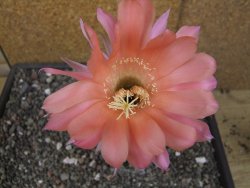 Echinopsis hybrid pot 7 cm - 12413549