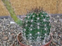 Echinopsis hybrid pot 7 cm - 12413553