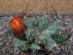 Tephrocactus rossianus aurantiaco flore pot 7 cm - 12413560