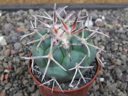 Coryphantha poselgeriana valida SB 288 Cerro Bola květináč 5,5 cm