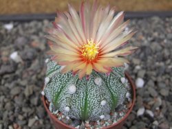Astrophytum Z Jasenné květináč 6,5 cm
