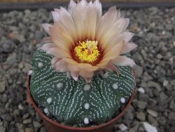 Astrophytum Z Jasenné květináč 6,5 cm