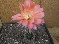 Echinopsis hybrid květináč 7 cm - 12413679