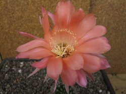 Echinopsis hybrid květináč 7 cm