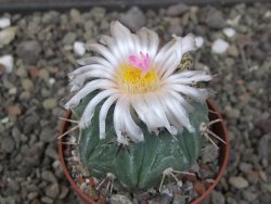 Echinocactus horizonthalonius subikii Ejido Soledad, pot 6,5 cm (šubikii)