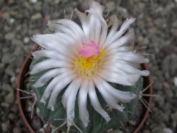 Echinocactus horizonthalonius subikii Ejido Soledad, pot 6,5 cm (šubikii) - 12413702