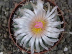 Echinocactus horizonthalonius subikii Ejido Soledad, pot 6,5 cm (šubikii) - 12413703