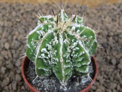 Astrophytum Dinosaur (Fukurio Hannya) květináč 5,5 cm