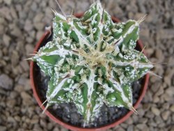 Astrophytum Dinosaur (Fukurio Hannya) květináč 5,5 cm - 12413708