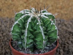 Astrophytum Dinosaur (Fukurio Hannya) květináč 5,5 cm - 12413714