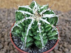 Astrophytum Dinosaur (Fukurio Hannya) květináč 5,5 cm - 12413716
