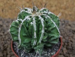 Astrophytum Dinosaur (Fukurio Hannya) květináč 5,5 cm - 12413717