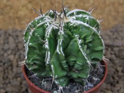 Astrophytum Dinosaur (Fukurio Hannya) květináč 5,5 cm - 12413718