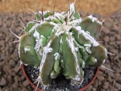 Astrophytum Dinosaur (Fukurio Hannya) květináč 5,5 cm