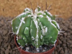 Astrophytum Dinosaur (Fukurio Hannya) květináč 5,5 cm - 12413724