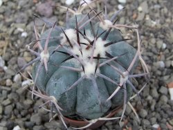 Echinocactus horizonthalonius květináč 5,5 cm