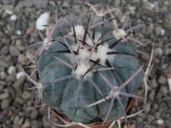 Echinocactus horizonthalonius květináč 5,5 cm - 12413734