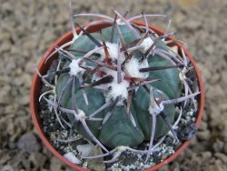 Echinocactus horizonthalonius La Apples, pot 5,5 cm