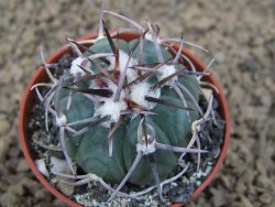 Echinocactus horizonthalonius La Apples, pot 5,5 cm - 12413741