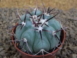Echinocactus horizonthalonius La Apples, pot 5,5 cm