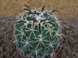 Coryphantha tripugionacantha PP1012 Tepetatita Zac. pot 5,5 cm