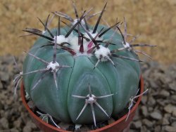 Echinocactus horizonthalonius KMR 22 Entroque Huizache, pot 5,5 cm - 12413762