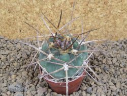 Gymnocalycium armatum LH 1431 Pajcho centro Tarija, květináč 5,5 cm - 12413765