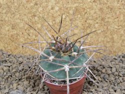 Gymnocalycium armatum LH 1431 Pajcho centro Tarija, květináč 5,5 cm - 12413766