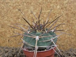 Gymnocalycium armatum LH 1431 Pajcho centro Tarija, květináč 5,5 cm