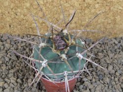 Gymnocalycium armatum LH 1431 Pajcho centro Tarija, květináč 5,5 cm - 12413769