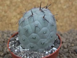 Tephrocactus geometricus květináč 5,5 cm