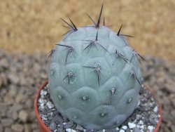Tephrocactus geometricus květináč 5,5 cm - 12413777