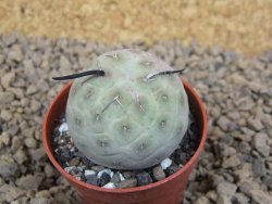 Tephrocactus geometricus květináč 5,5 cm