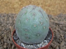 Tephrocactus geometricus květináč 5,5 cm - 12413783