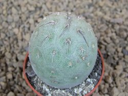 Tephrocactus geometricus květináč 5,5 cm - 12413784