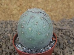 Tephrocactus geometricus květináč 5,5 cm - 12413786