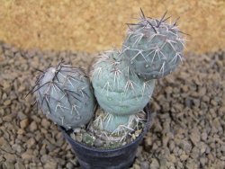 Tephrocactus geometricus květináč 5,5 cm - 12413788