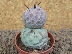 Tephrocactus geometricus květináč 5,5 cm - 12413794
