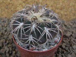 Gymnocalycium spegazzinii punillaense Tom 06-81/1 El Obelisco, pot 5,5 cm - 12413799