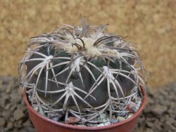 Gymnocalycium spegazzinii punillaense Tom 06-81/1 El Obelisco, pot 5,5 cm - 12413800