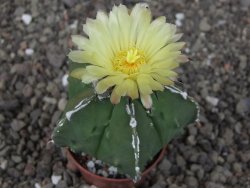 Astrophytum myriostigma fukurio linka, květináč 5,5 cm
