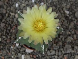 Astrophytum myriostigma fukurio linka, květináč 5,5 cm - 12413802