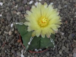 Astrophytum myriostigma fukurio linka, květináč 5,5 cm - 12413803