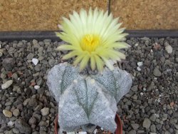 Astrophytum myriostigma fukurio B, květináč 5,5 cm