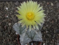 Astrophytum myriostigma fukurio B, květináč 5,5 cm - 12413810