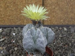 Astrophytum myriostigma fukurio B, květináč 5,5 cm - 12413811
